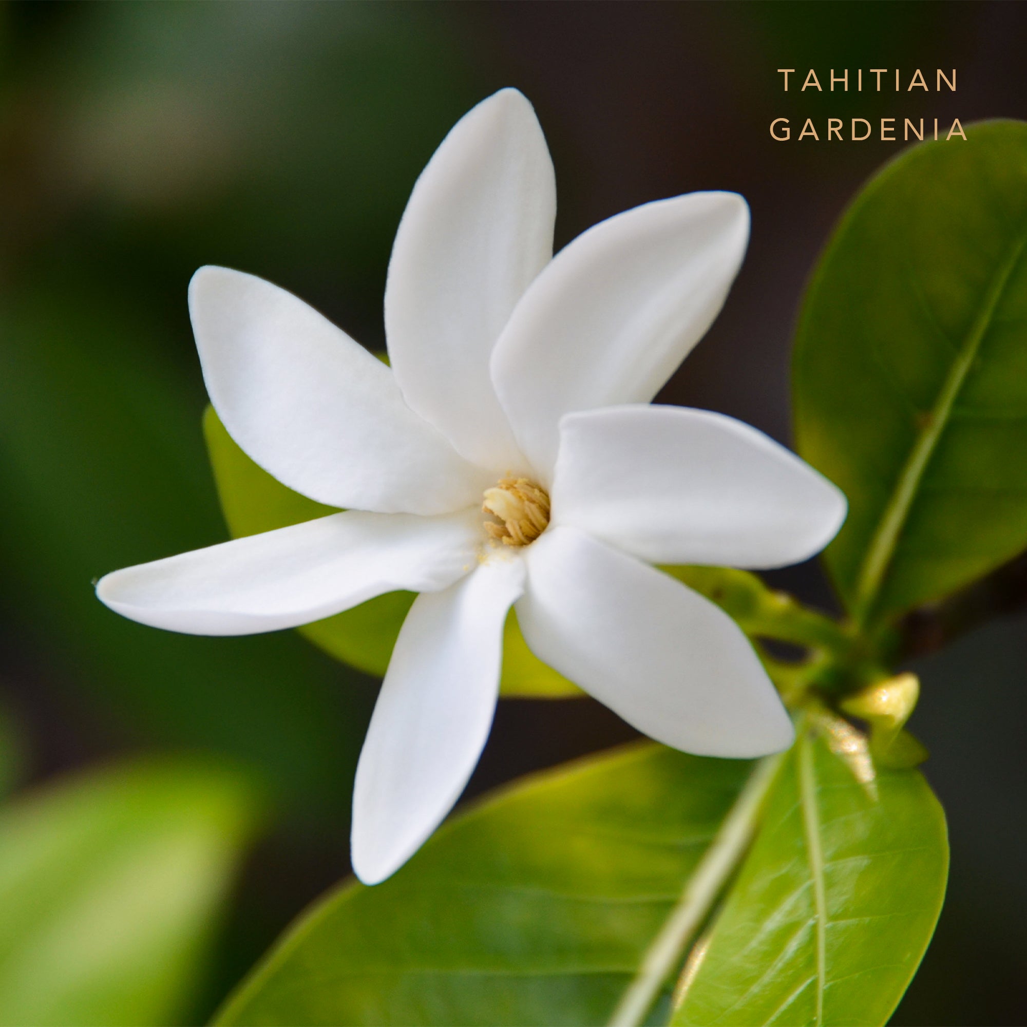 Glycerin Bar Soap Tahitian Gardenia